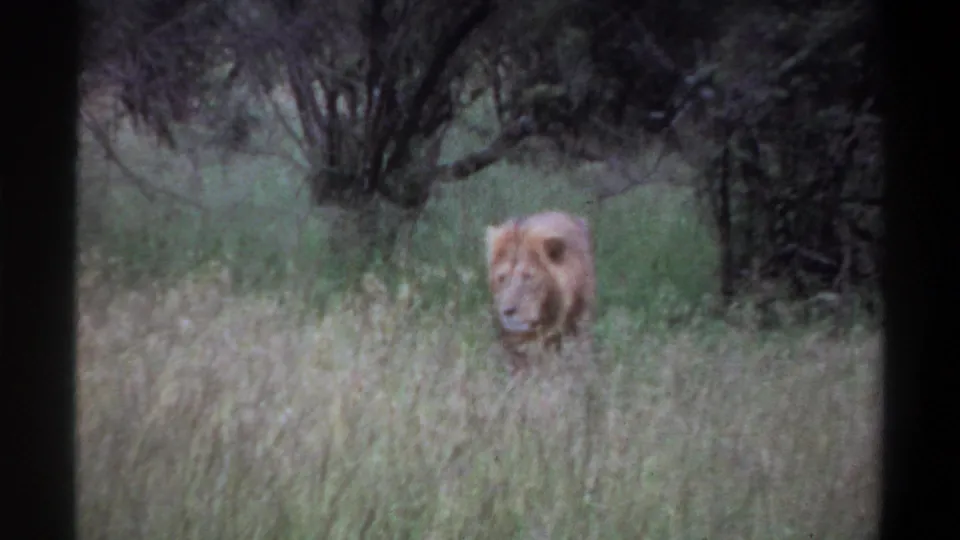 1969 Lagos, Nigeria 8mm frame with a maned lion standing in grass, head turned slightly beside darker vegetation.