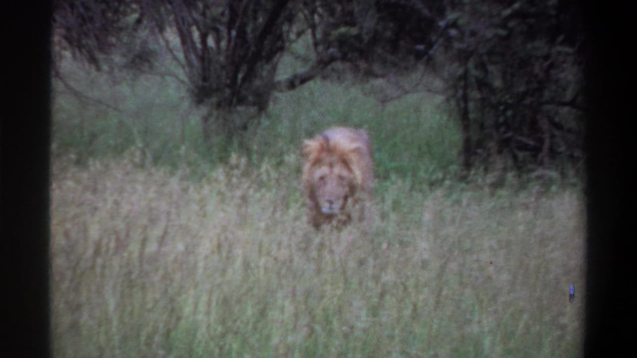 1969 Lagos, Nigeria 8mm frame showing a male lion advancing through grass, partially obscured by vegetation.