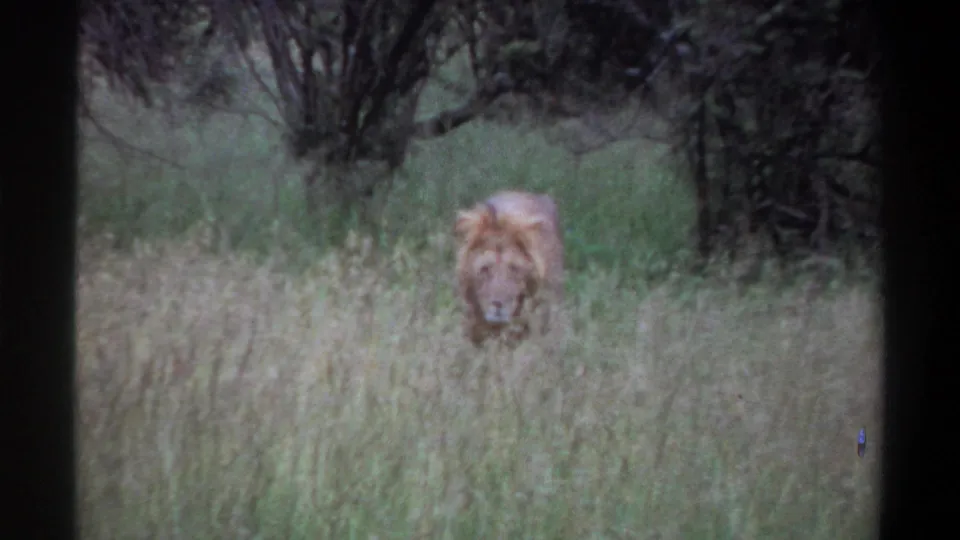 1969 Lagos, Nigeria 8mm frame showing a male lion advancing through grass, partially obscured by vegetation.