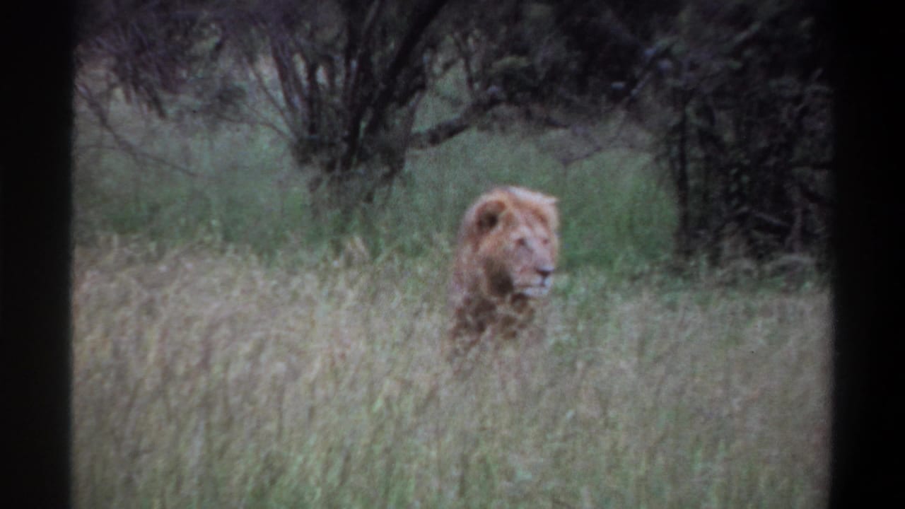 1969 Lagos, Nigeria 8mm frame of a maned lion in grass, looking sideways with shrubs and trees behind it.