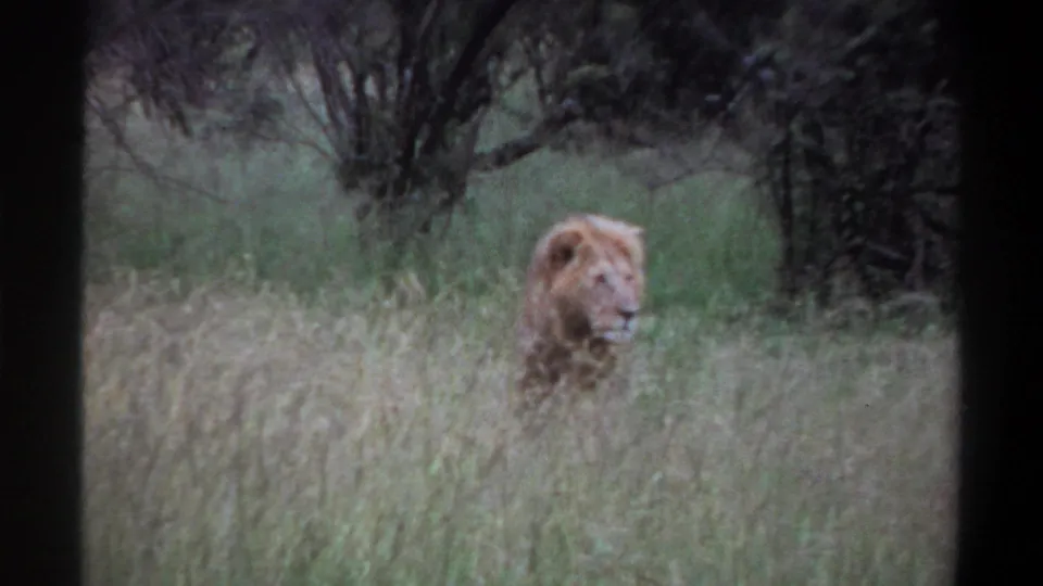 1969 Lagos, Nigeria 8mm frame of a maned lion in grass, looking sideways with shrubs and trees behind it.