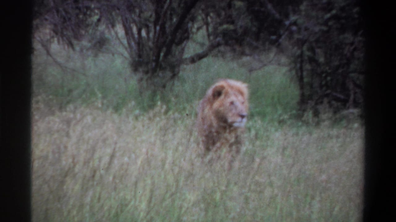 1969 Lagos, Nigeria home-movie frame showing a male lion partly hidden in tall grass before dense brush.