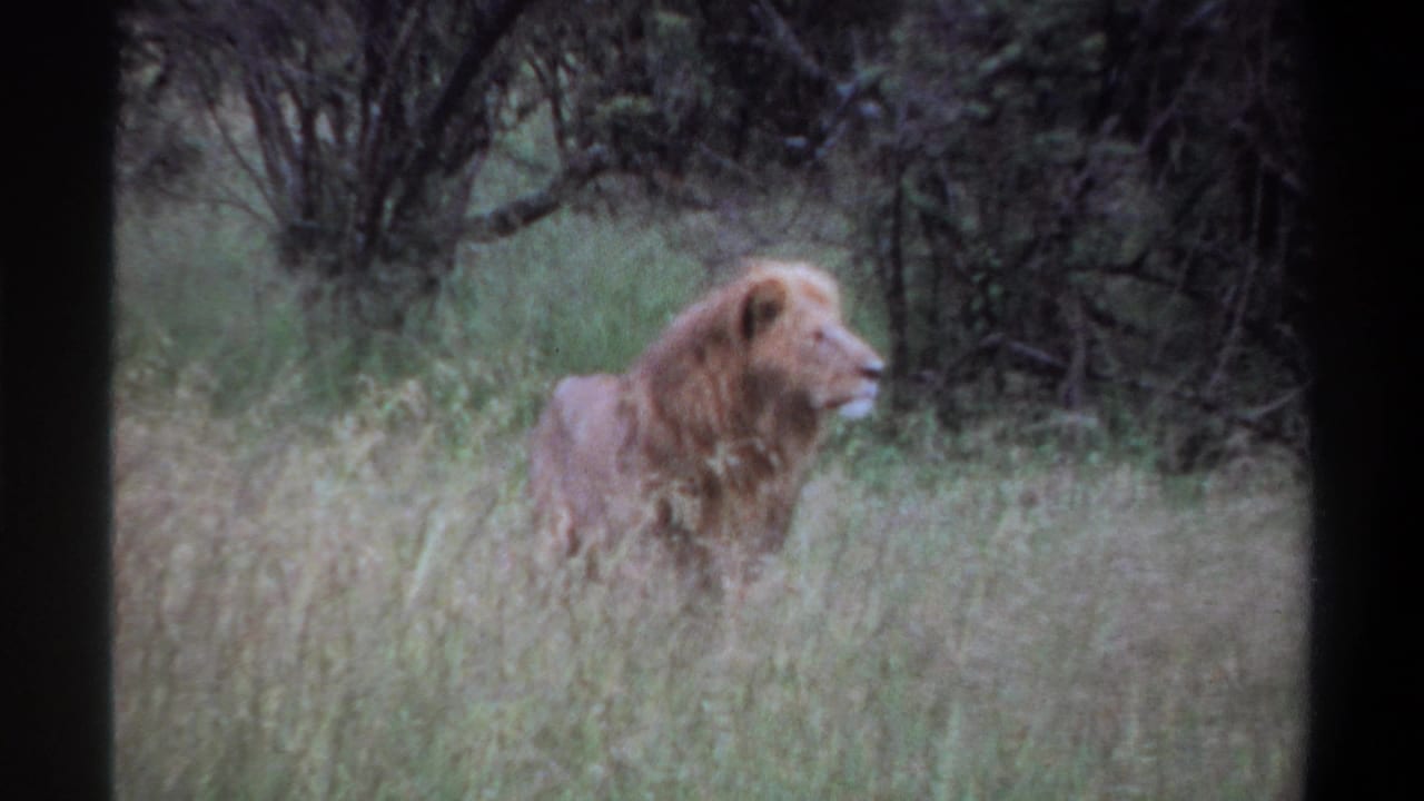 Male lion in profile standing amid grass and looking right.