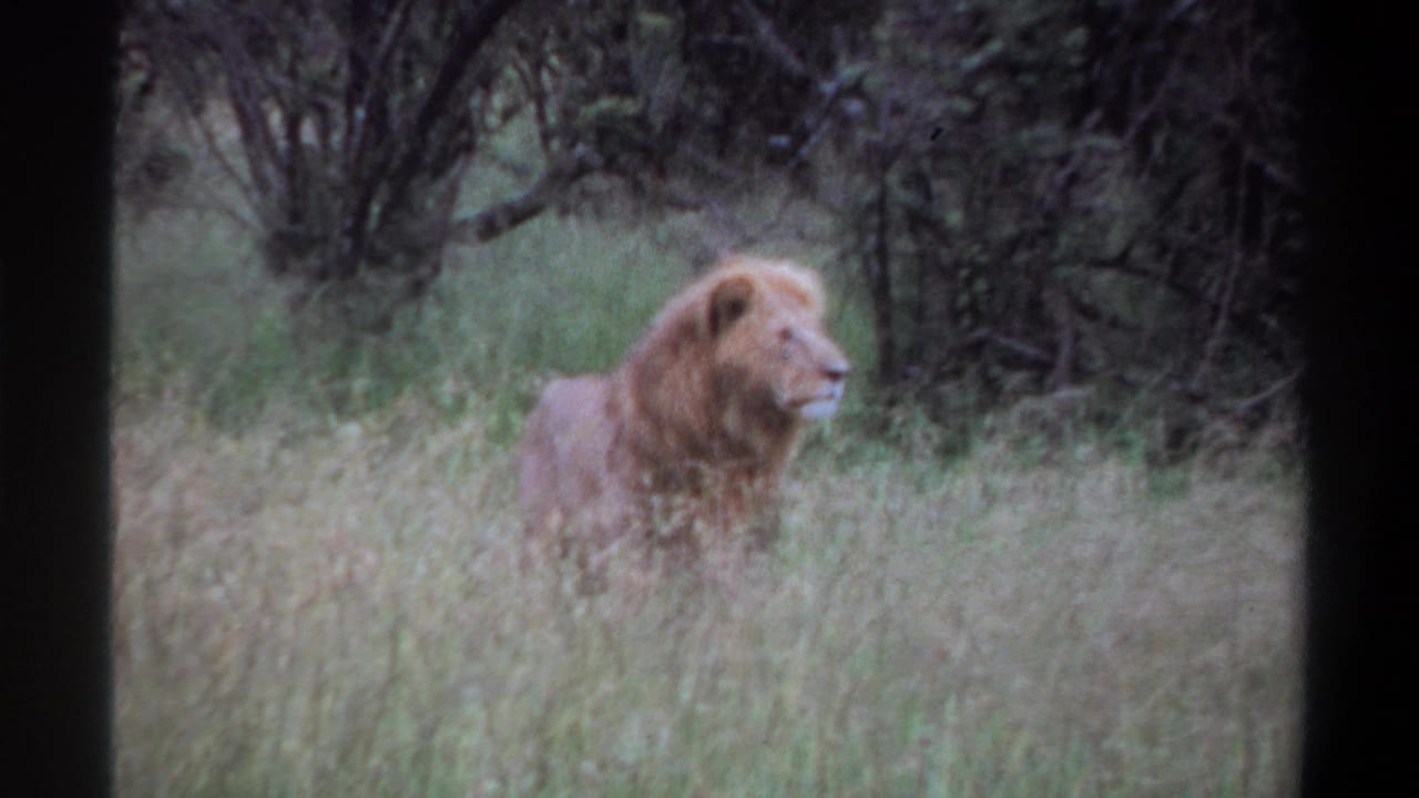 A grainy 1969 Lagos home-movie frame shows the male lion half-hidden by tall grass and facing right.