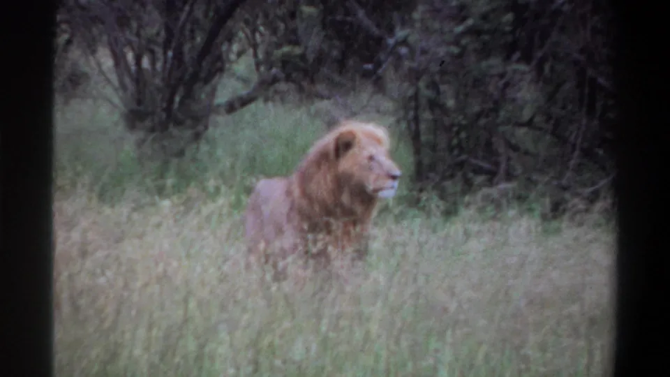 A grainy 1969 Lagos home-movie frame shows the male lion half-hidden by tall grass and facing right.