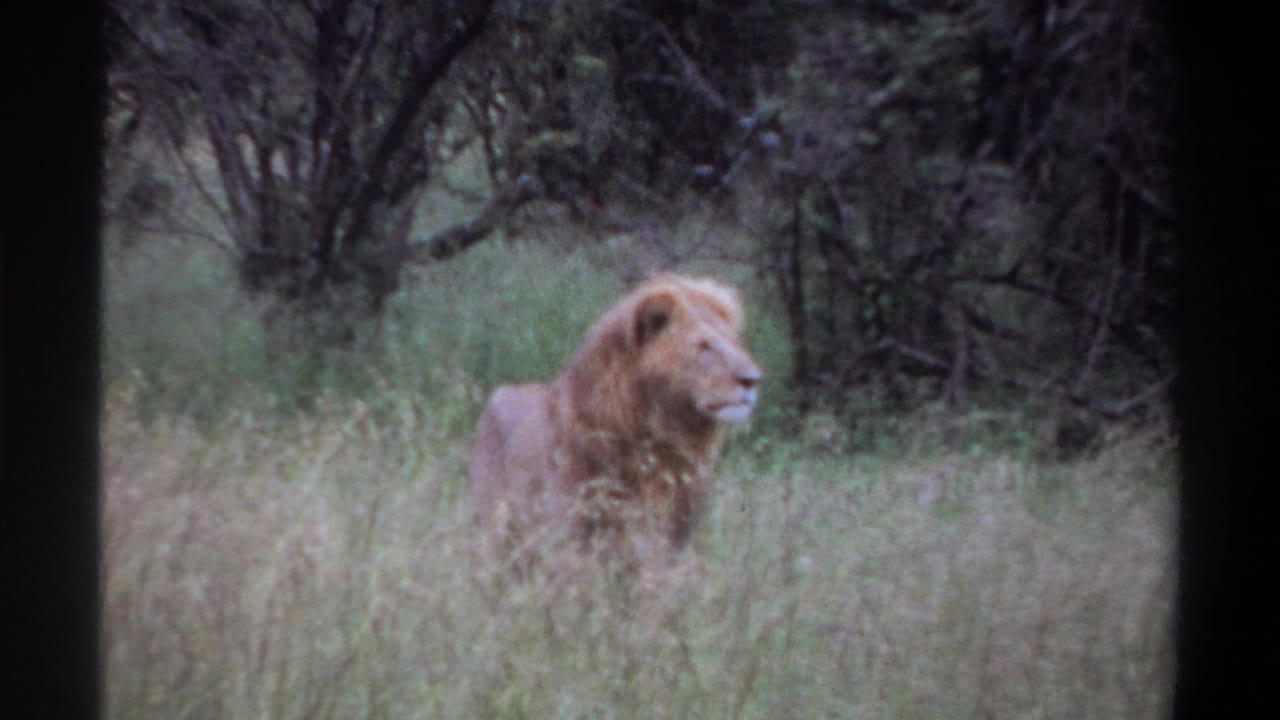 1969 Lagos, Nigeria frame with a male lion standing in tall grass, framed by dark brush and small trees.