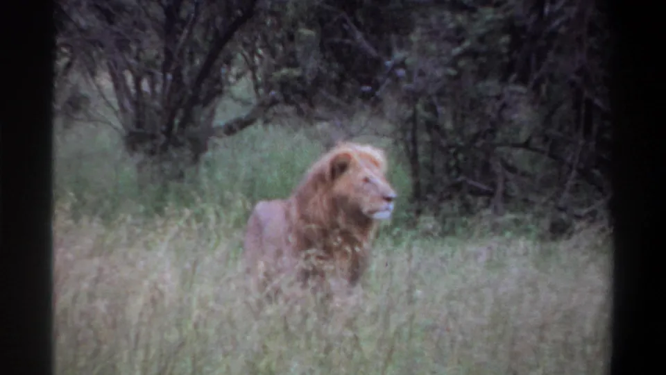 1969 Lagos, Nigeria frame with a male lion standing in tall grass, framed by dark brush and small trees.