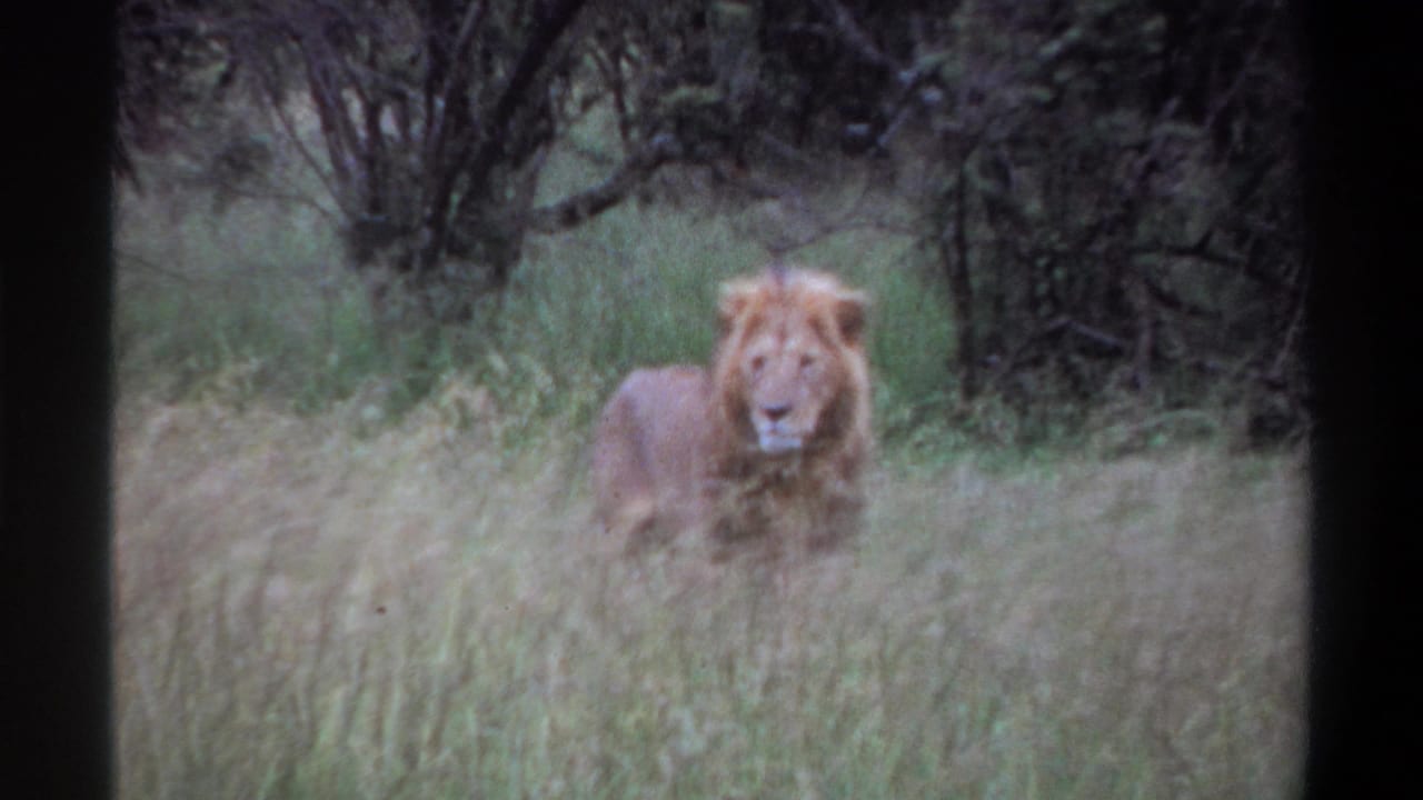 A male lion stands partly obscured by tall grass in metadata-supported 1969 Lagos, Nigeria home-movie footage.