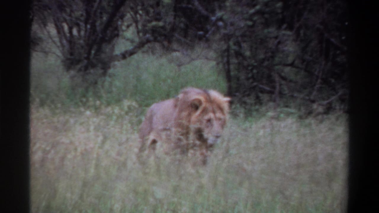 A male lion moves through tall grass in the metadata-supported Lagos, Nigeria wildlife scene from 1969.