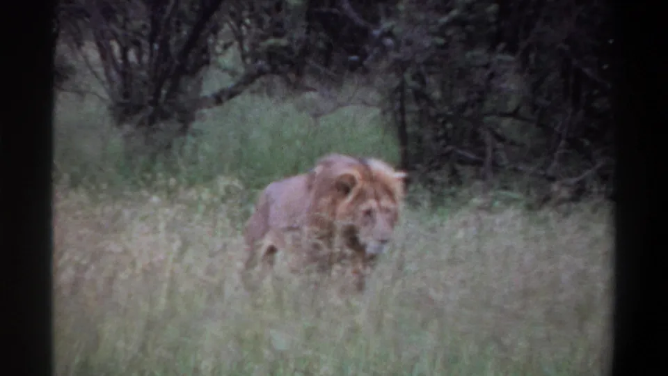 A male lion moves through tall grass in the metadata-supported Lagos, Nigeria wildlife scene from 1969.