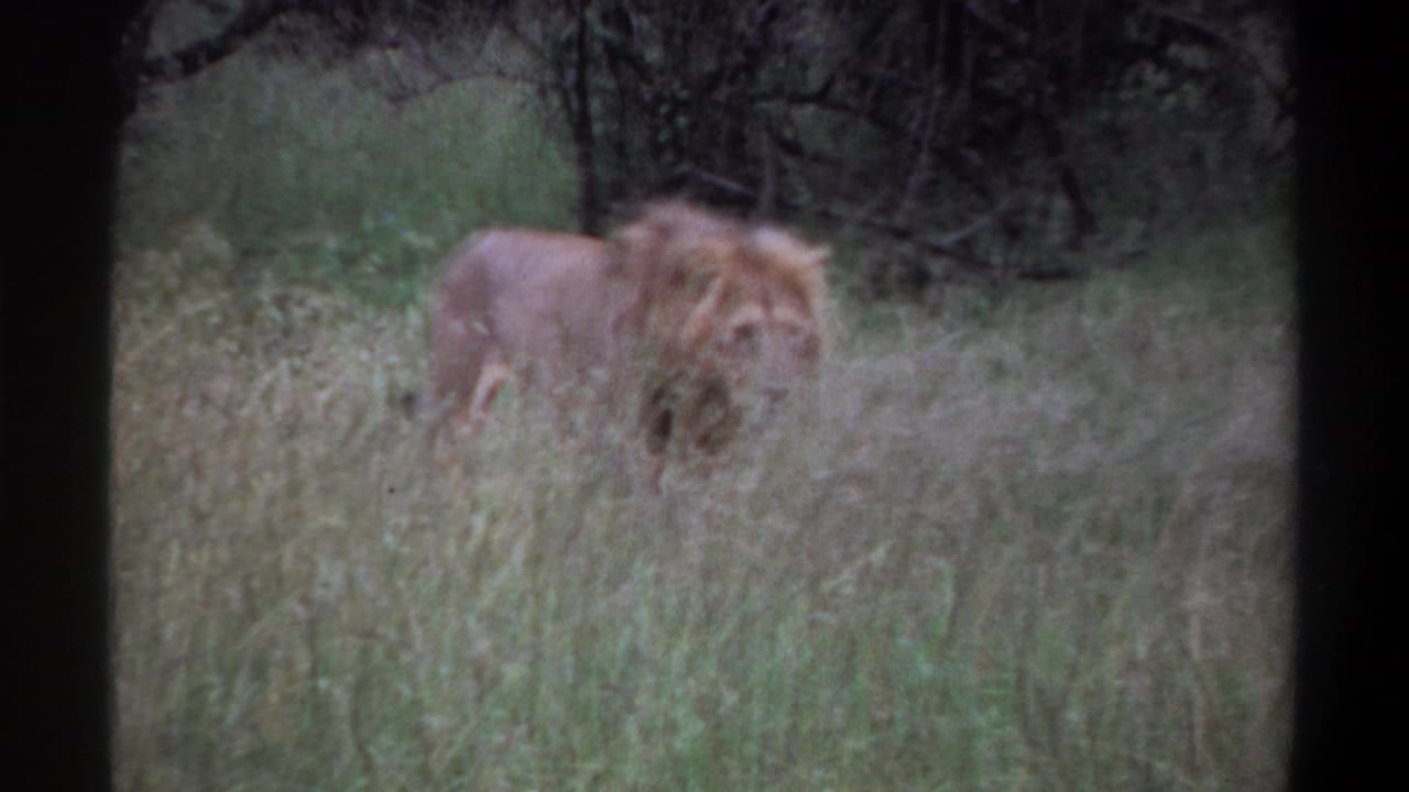 A softly focused frame shows a male lion moving behind tall grass in the 1969 Lagos, Nigeria clip metadata context.
