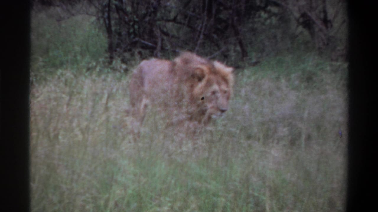 The lion appears in profile among tall grass and brush in metadata-supported 1969 Lagos, Nigeria 8mm footage.