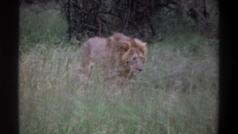 The lion appears in profile among tall grass and brush in metadata-supported 1969 Lagos, Nigeria 8mm footage.