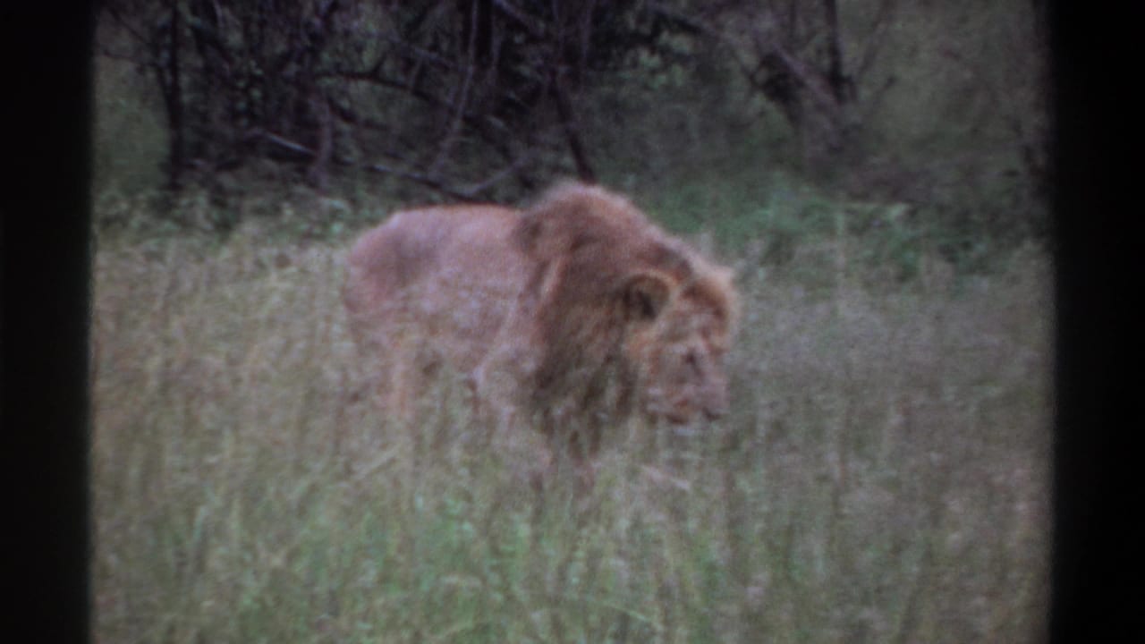 1969 Lagos, Nigeria 8mm frame showing a maned lion partly obscured by tall grass and dark vegetation in daylight.