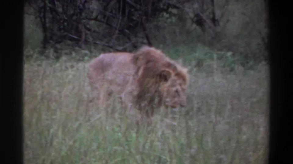 1969 Lagos, Nigeria 8mm frame showing a maned lion partly obscured by tall grass and dark vegetation in daylight.