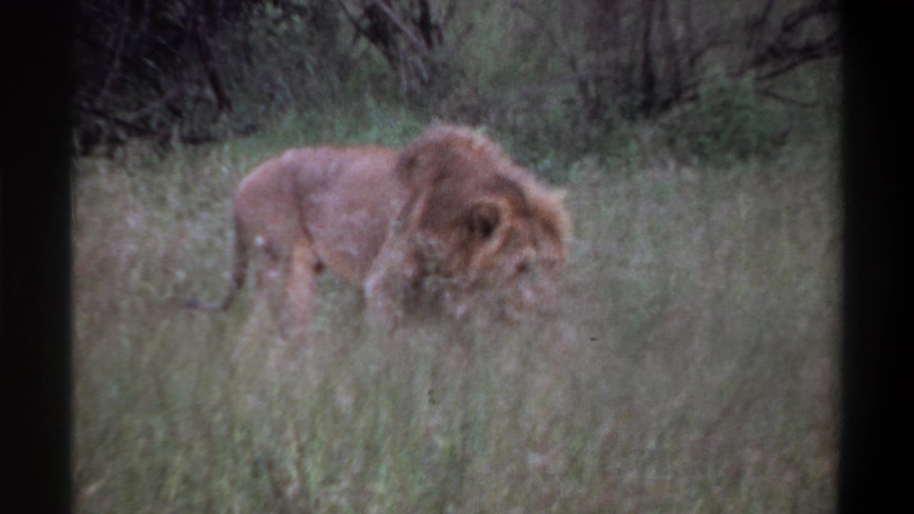 Maned lion standing side-on in tall grass near brush.