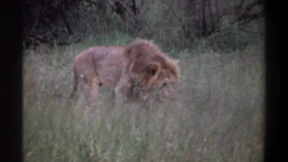 1969 Lagos, Nigeria 8mm frame with a side view of a maned lion moving through tall grass against a brushy background.