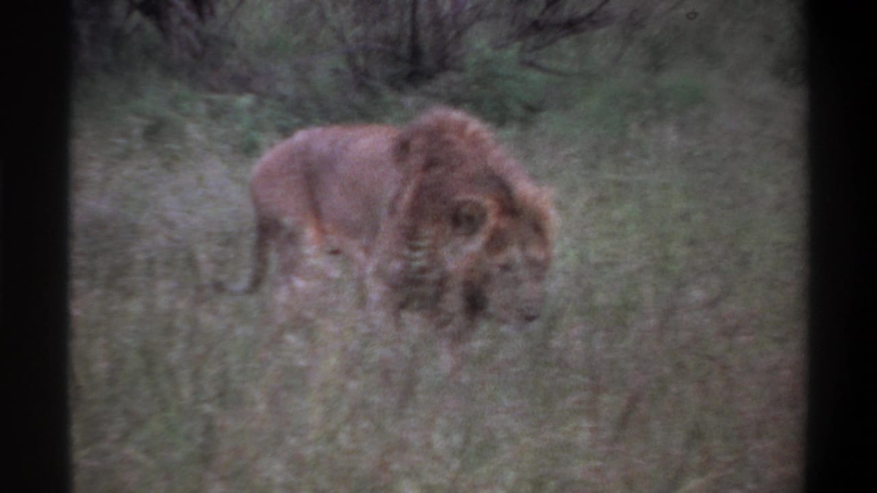 1969 Lagos, Nigeria 8mm frame showing a maned lion with its head low as it passes through dense grass.