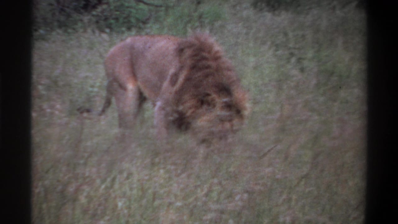 1969 Lagos, Nigeria 8mm frame of a maned lion with its head lowered, partly hidden by tall grass and soft brush.