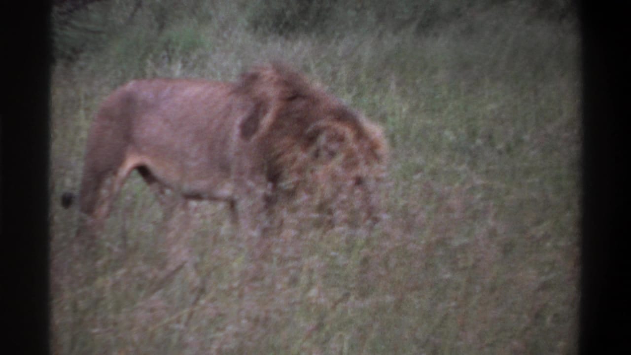 1969 Lagos, Nigeria home-movie frame showing a male lion moving through tall grass with dark film-frame edges.