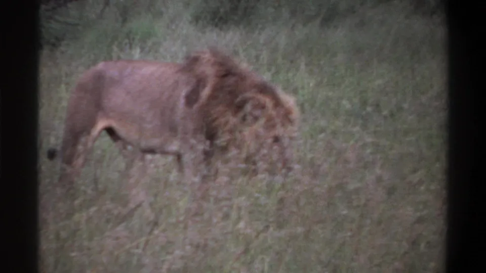 1969 Lagos, Nigeria home-movie frame showing a male lion moving through tall grass with dark film-frame edges.
