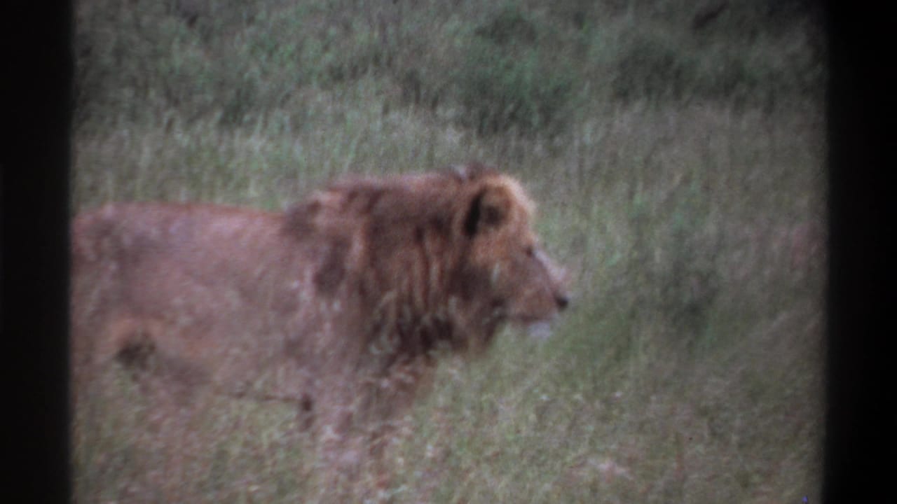Male lion in profile walking through grass and low vegetation.