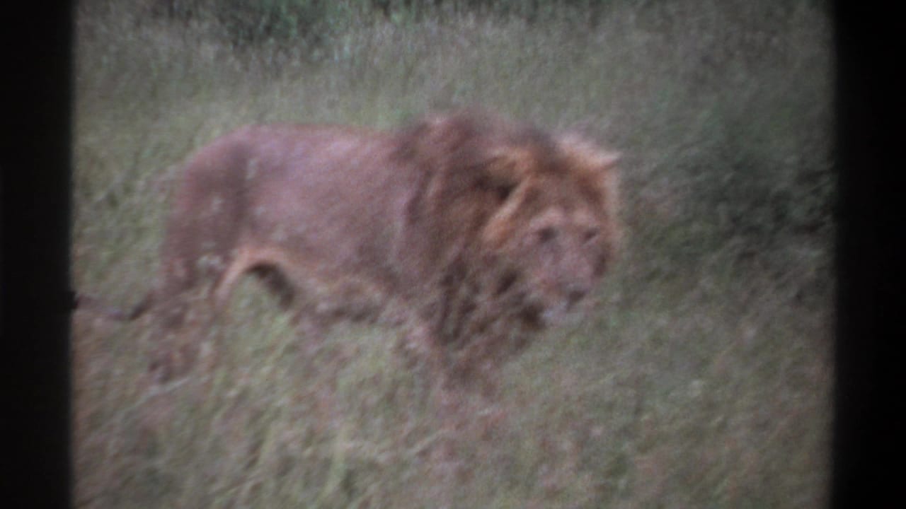 Soft 8mm frame of a male lion moving through grass, with muted color and motion blur in the 1969 Nigeria footage.