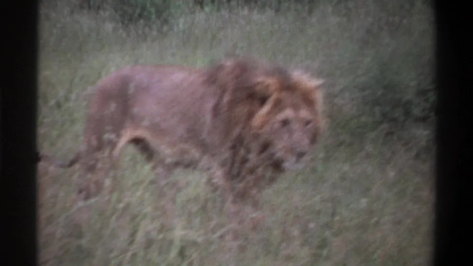 Soft 8mm frame of a male lion moving through grass, with muted color and motion blur in the 1969 Nigeria footage.