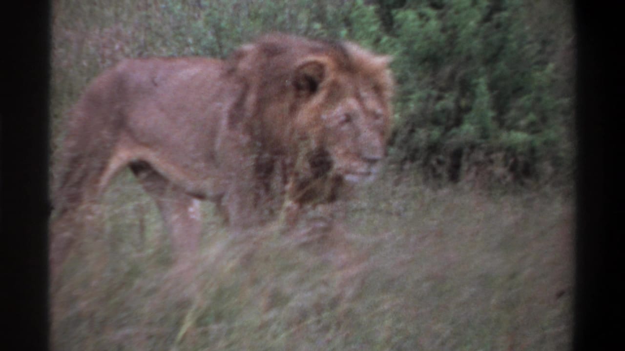 Male lion near taller green vegetation in a Lagos, Nigeria 1969 home-movie frame with soft color and 8mm grain.
