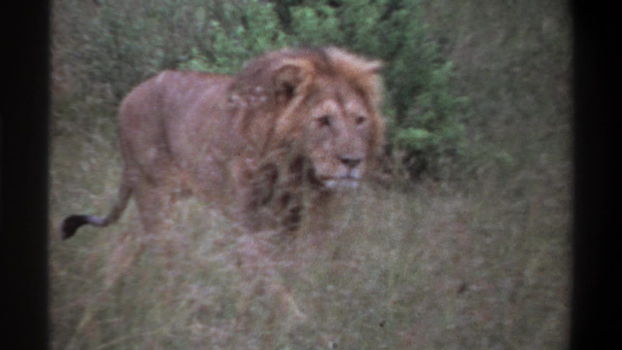 1969 Lagos, Nigeria 8mm frame showing a male lion with a light mane moving through tall grass and green bush.
