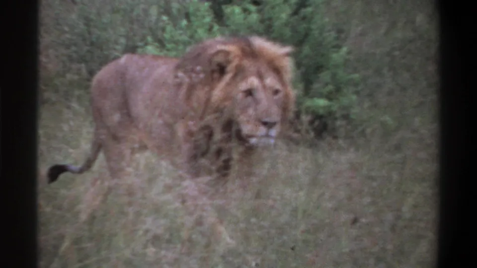 1969 Lagos, Nigeria 8mm frame showing a male lion with a light mane moving through tall grass and green bush.