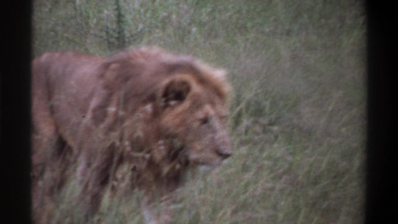 Male lion in profile moving through grass with brush behind it.