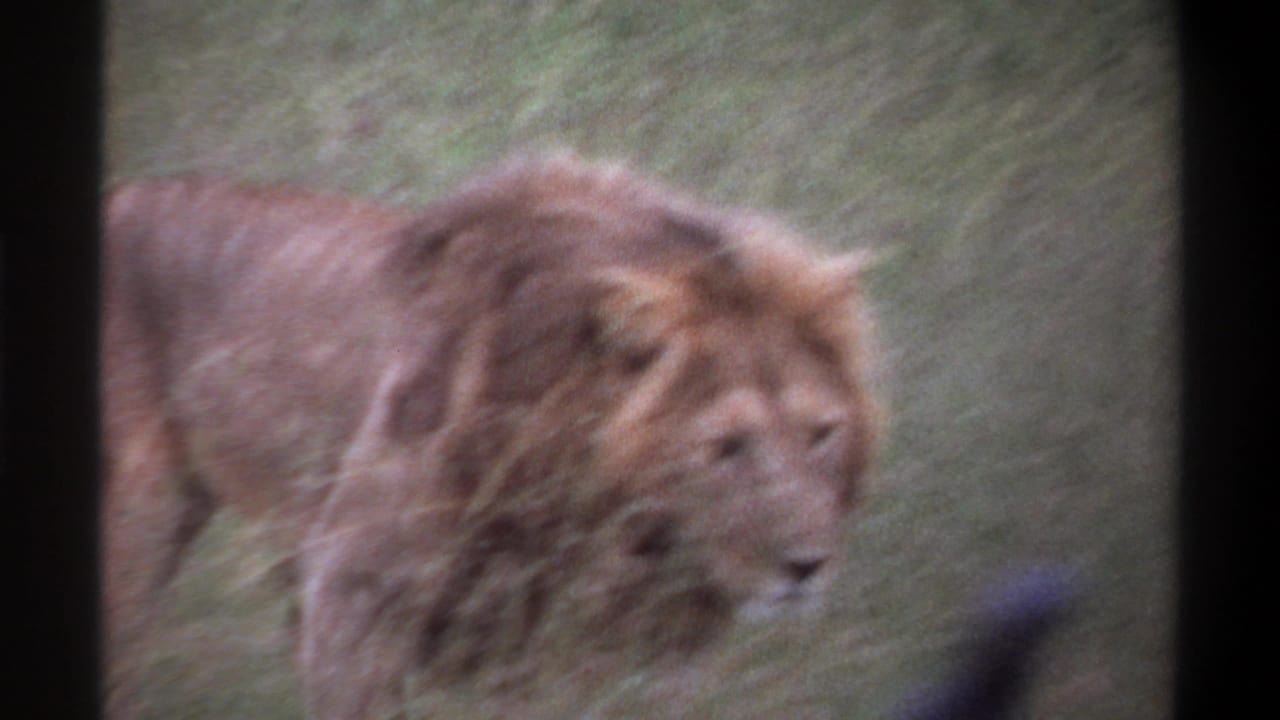 1969 Lagos, Nigeria 8mm frame with a close, soft-focus view of a male lion’s mane and face in grass.