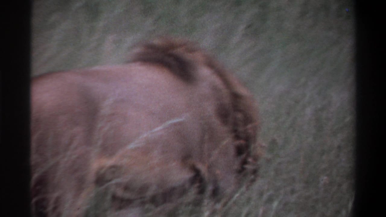 1969 Lagos, Nigeria 8mm frame showing the lion’s body and mane from the side-rear as it moves through tall grass.
