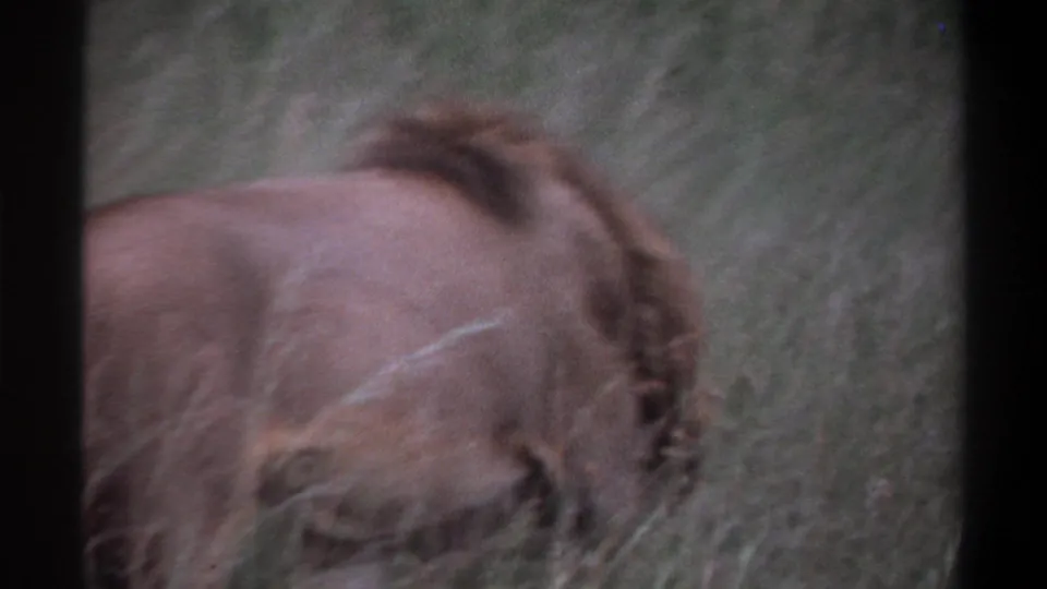 1969 Lagos, Nigeria 8mm frame showing the lion’s body and mane from the side-rear as it moves through tall grass.