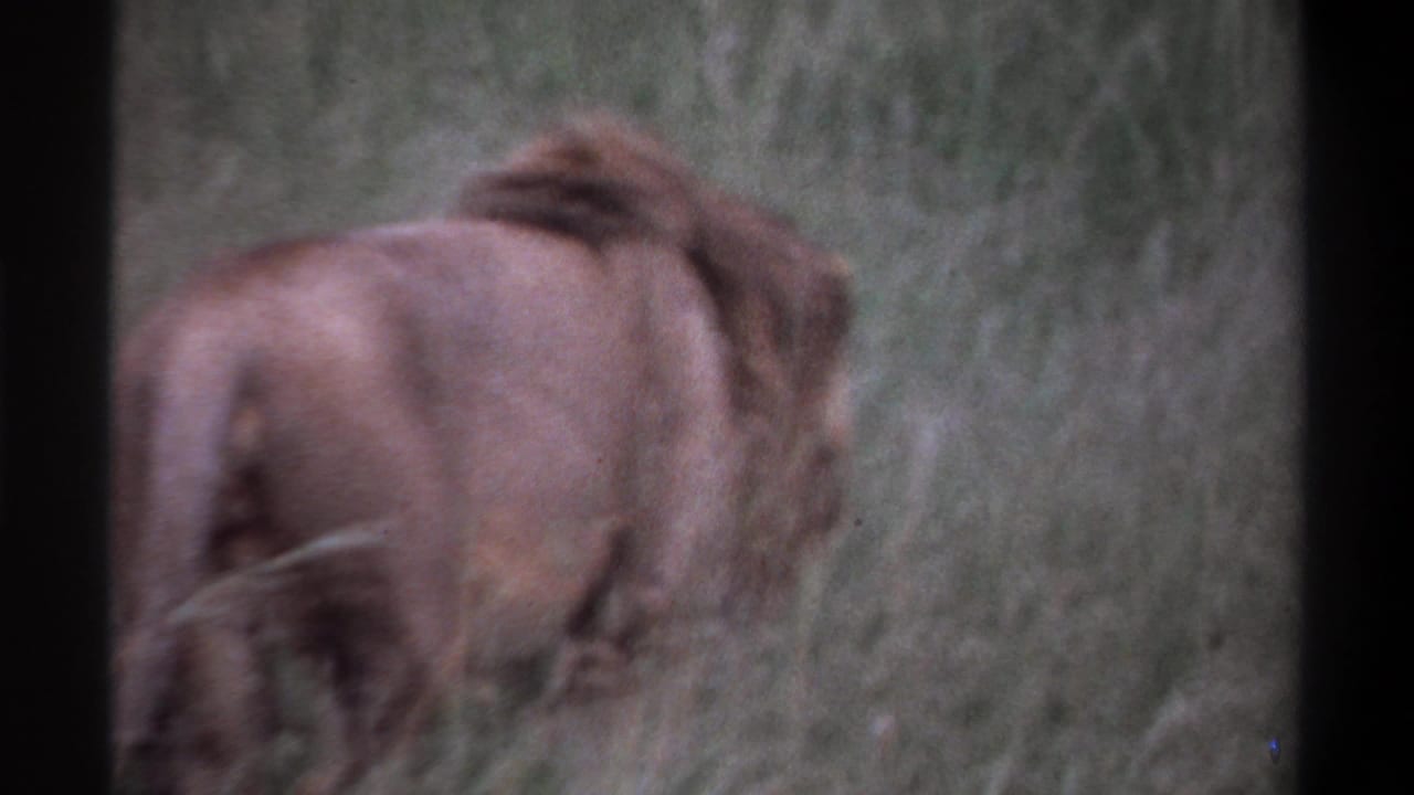 1969 Lagos, Nigeria 8mm frame showing a male lion moving away through tall grass with handheld blur and muted color.