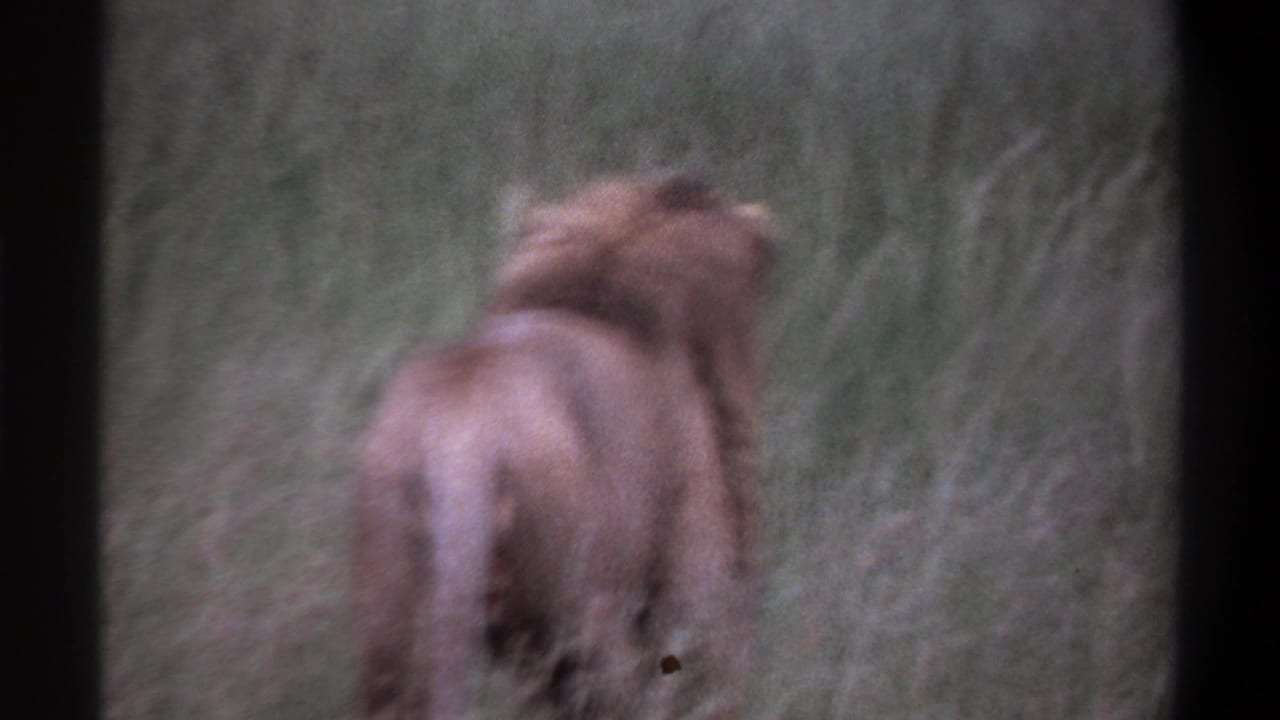 Lion seen from behind in tall grass, partly blurred by motion and soft focus.