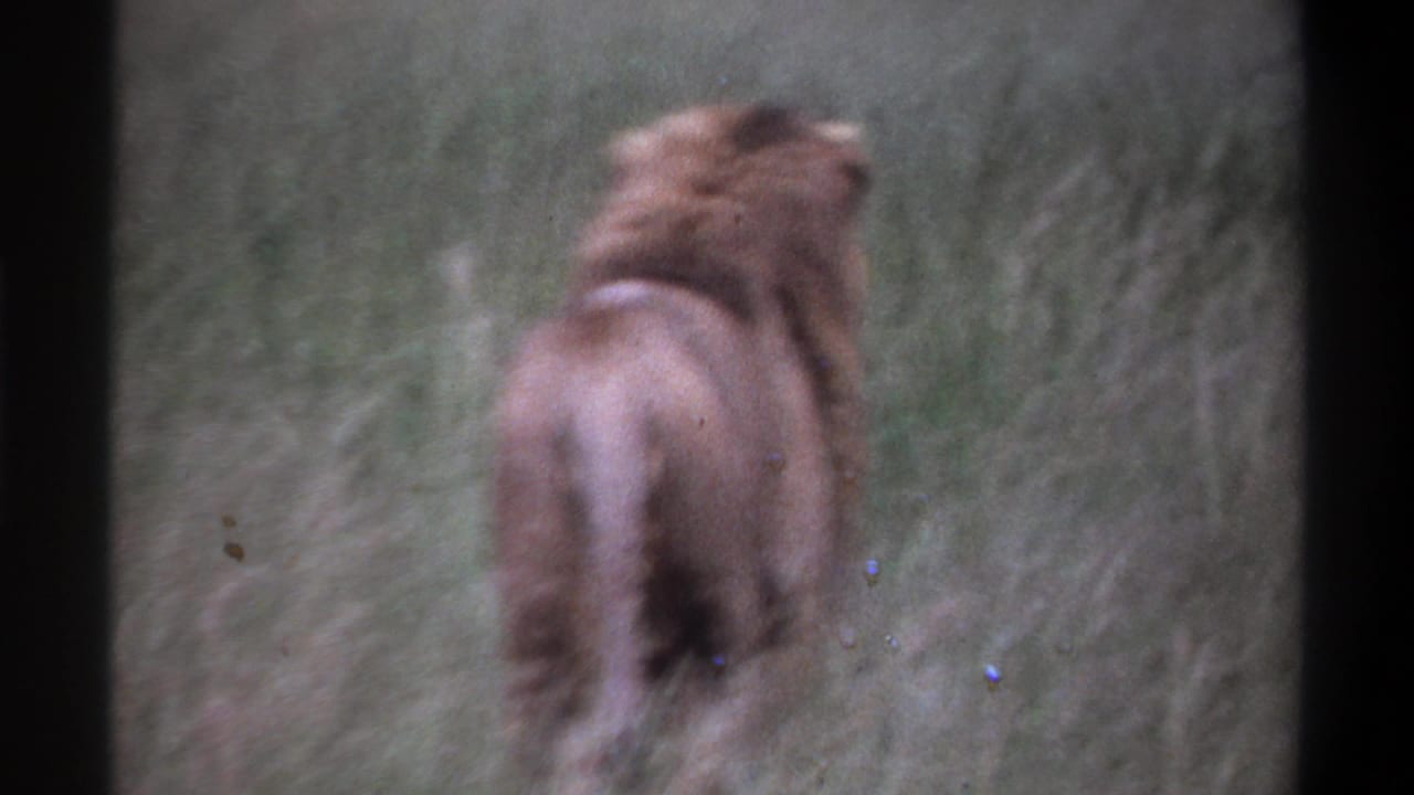 1969 Lagos, Nigeria 8mm frame showing the lion centered low in tall grass, with grain and slight color fading.