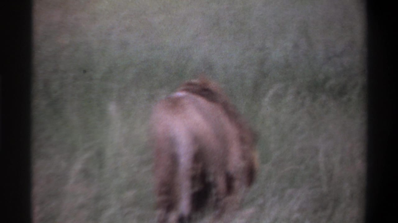 1969 Lagos, Nigeria 8mm frame with the lion receding into grass, softened by motion blur and aged film color.