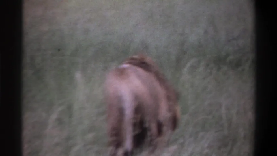 1969 Lagos, Nigeria 8mm frame with the lion receding into grass, softened by motion blur and aged film color.