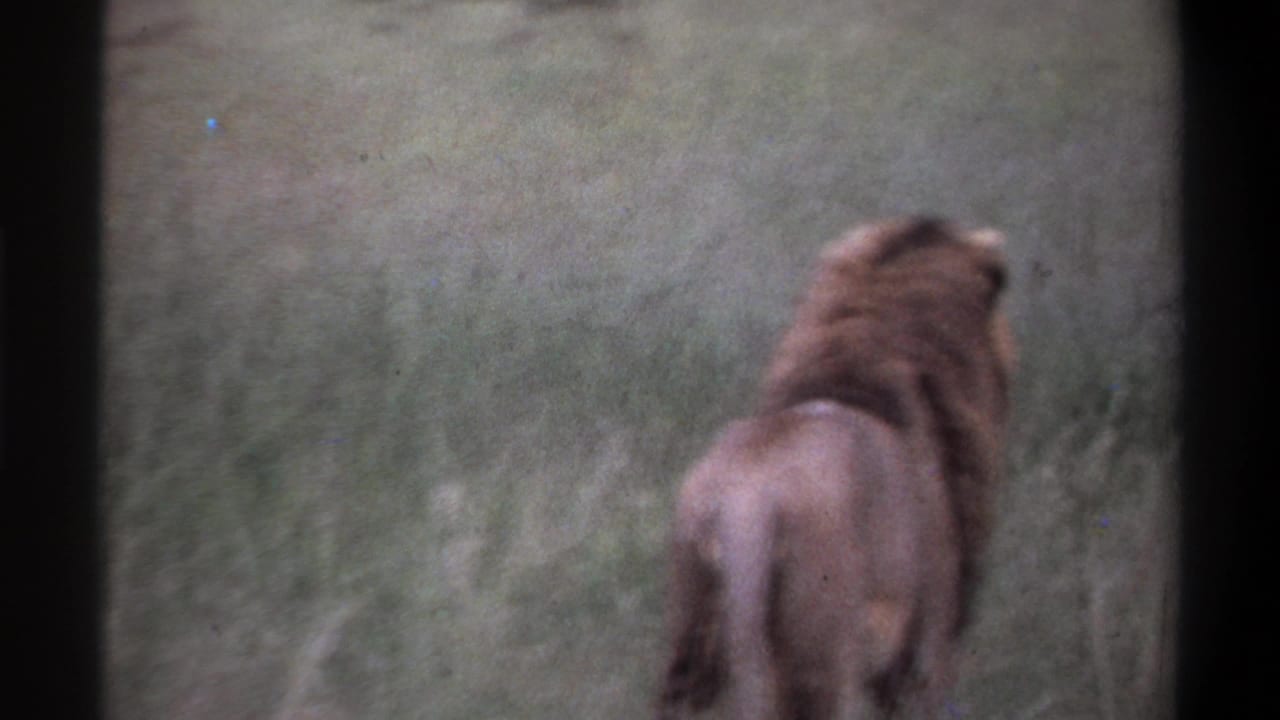 1969 8mm frame from Lagos metadata showing a blurred adult lion from behind in tall grass, with heavy contact-sheet borders.