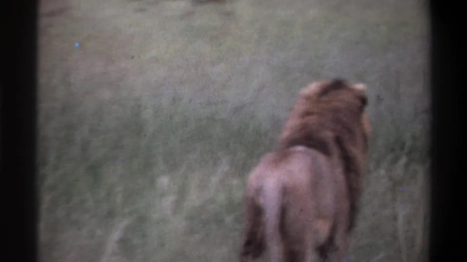 1969 8mm frame from Lagos metadata showing a blurred adult lion from behind in tall grass, with heavy contact-sheet borders.