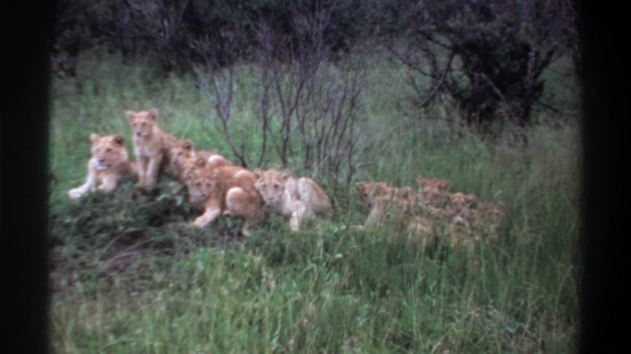 Group of lion cubs resting in green grass near low shrubs.