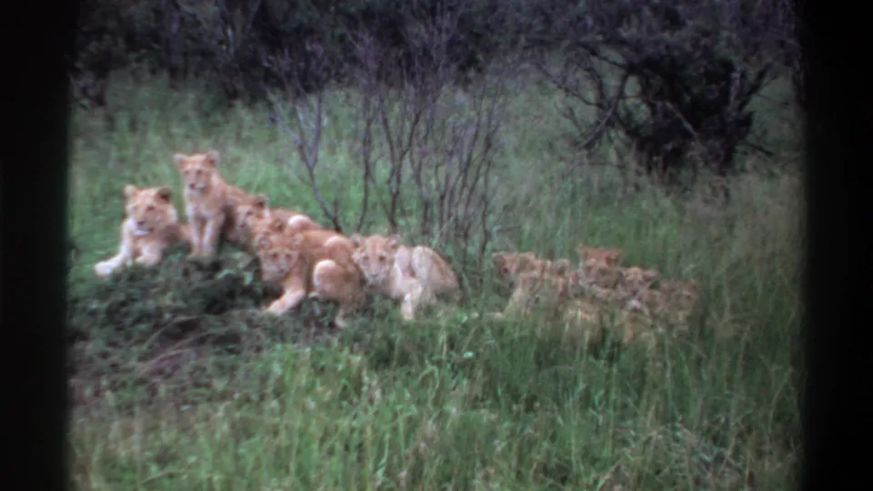 1969 8mm frame from Lagos metadata showing several lion cubs resting together in tall grass beside low shrubs.