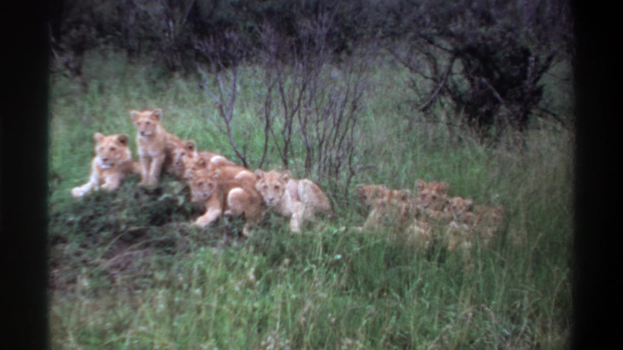 1969 8mm frame from Lagos metadata showing a small pride of lion cubs resting in grass with scrub vegetation behind.