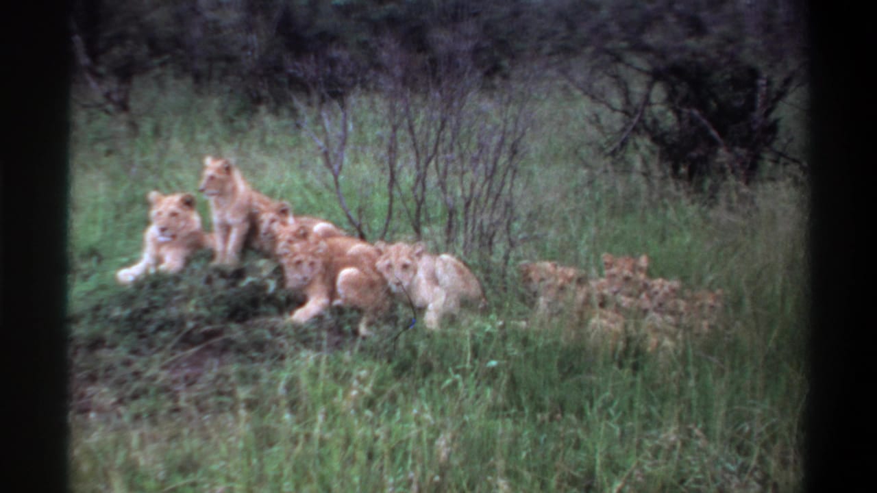 1969 Lagos, Nigeria 8mm frame showing a group of young lions clustered in tall grass near shrubs.
