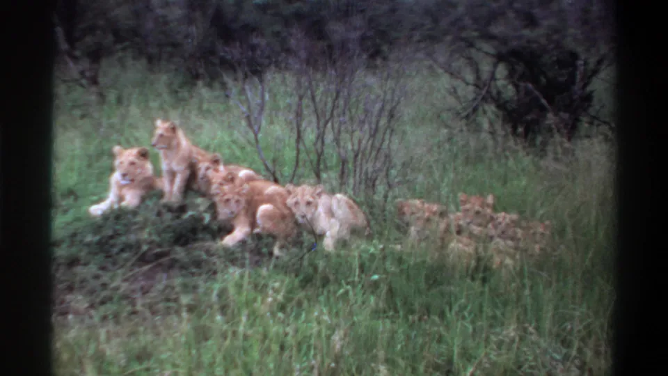 1969 Lagos, Nigeria 8mm frame showing a group of young lions clustered in tall grass near shrubs.