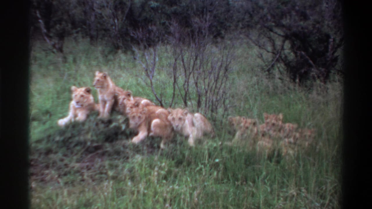 Young lions in a grassy setting, one sitting alert while others lie close together in the 1969 Nigeria footage.