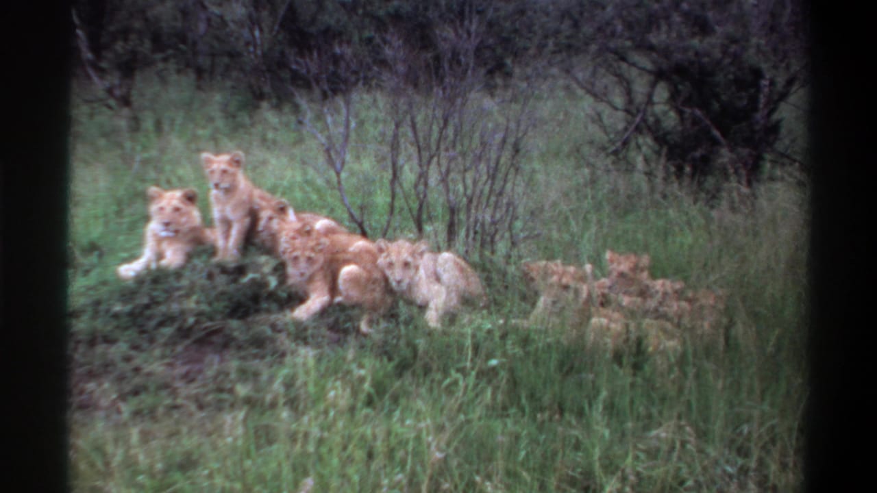 1969 8mm wildlife frame with young lions partly hidden in grass, backed by shrubs and small branches.