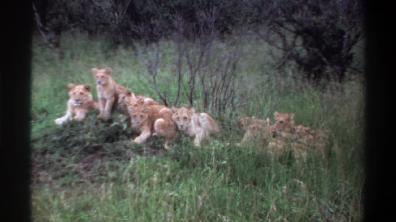 1969 Lagos, Nigeria 8mm frame showing a pride of lionesses and cubs resting in green grass near brush.